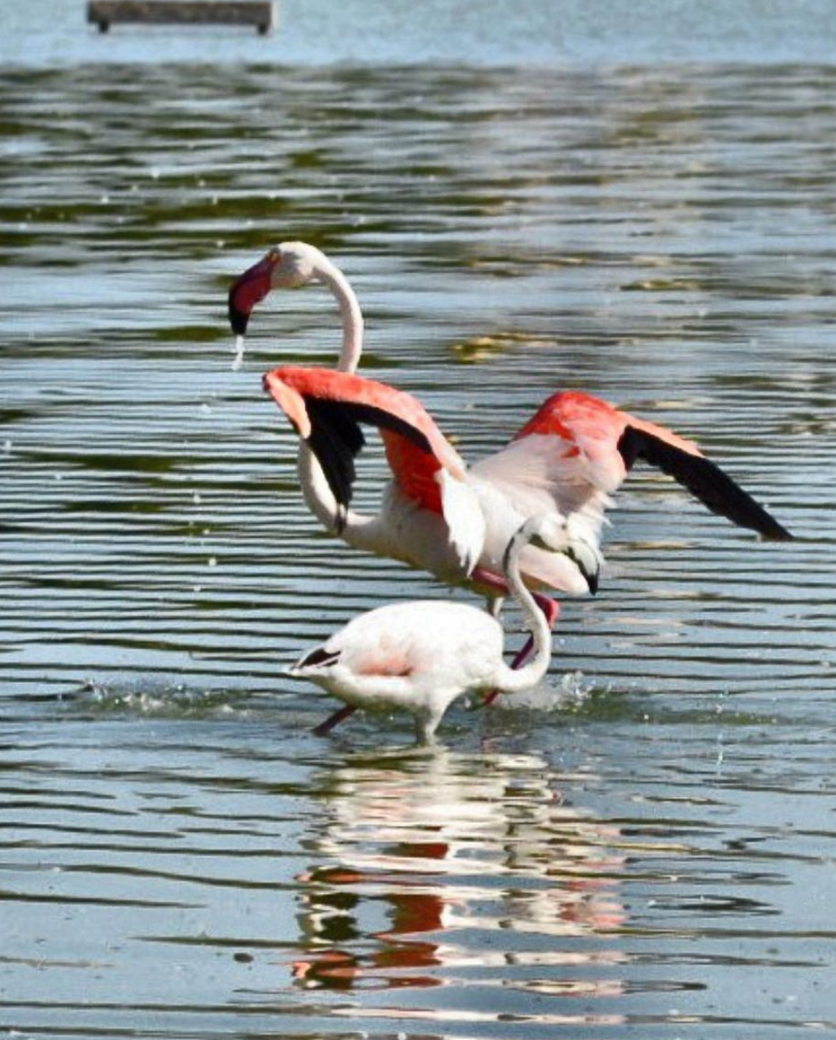 flamingos-Calpe-las-Salinas