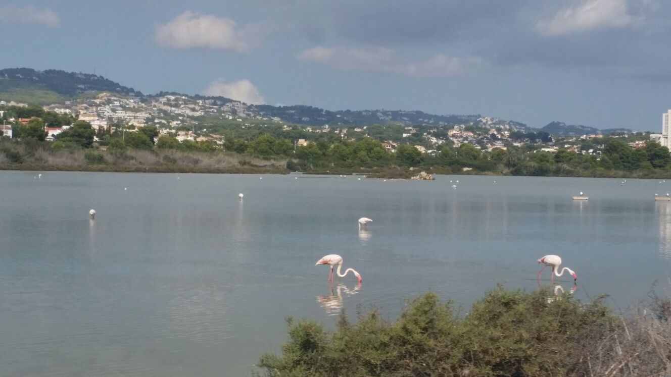 Flamingos in Calpe, zuid Spanje.